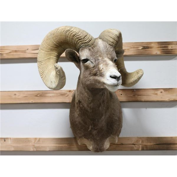 Desert Ram Taxidermy Mount