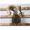 Image 1 : Desert Ram Taxidermy Mount