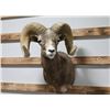 Image 2 : Desert Ram Taxidermy Mount