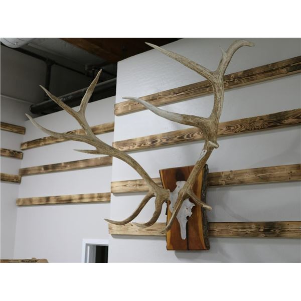 Elk Antler Mount
