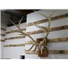 Image 1 : Elk Antler Mount