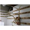 Image 2 : Elk Antler Mount