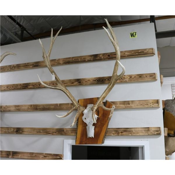 Elk Antler Mount