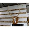Image 1 : Elk Antler Mount