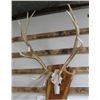 Image 2 : Elk Antler Mount