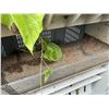 Image 3 : Qty 3 Macx Harvest Bins 45" x 35" x 31"H