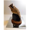 Image 1 : OWL SHAPED CARVED HORN ON WOOD BASE 8 1/2” TALL