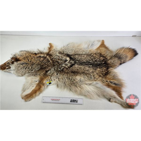 Coyote Fur Pelt (Measures : 57"L)