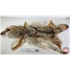 Image 1 : Coyote Fur Pelt (Measures : 57"L)