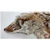 Image 2 : Coyote Fur Pelt (Measures : 57"L)