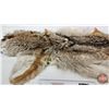 Image 3 : Coyote Fur Pelt (Measures : 57"L)