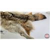 Image 4 : Coyote Fur Pelt (Measures : 57"L)