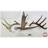Image 1 : Antler Sheds (3)