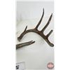 Image 2 : Antler Sheds (3)