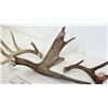 Image 3 : Antler Sheds (3)