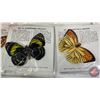 Image 3 : Vintage Tea Collectibles : Lipton Tea Felt Butterflies (8) & Red Rose/Blue Ribbon Collector Card Boo