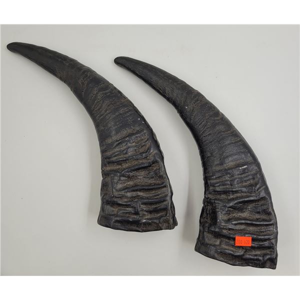 2x Buffalo Horns