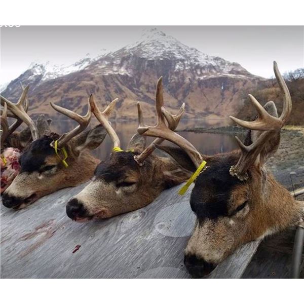 Kodiak Island - Sitka Blacktail & Sea Duck Combo for 3 hunters