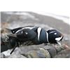 Image 2 : Kodiak Island - Sitka Blacktail & Sea Duck Combo for 3 hunters