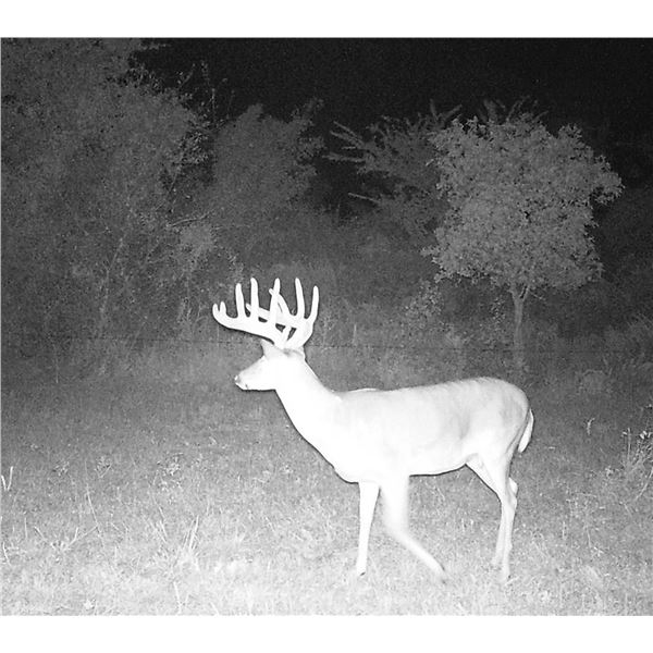 Trophy Whitetail Hunt in Oklahoma