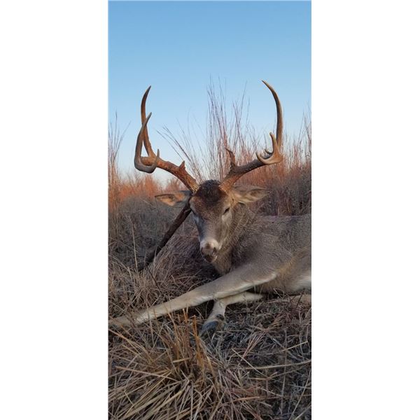 Oklahoma Whitetail Hunt