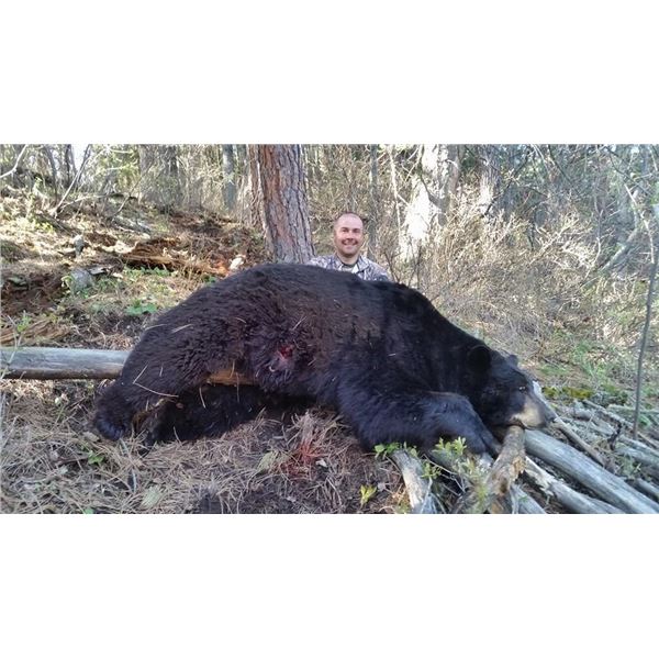 Wyoming Black Bear Hunt