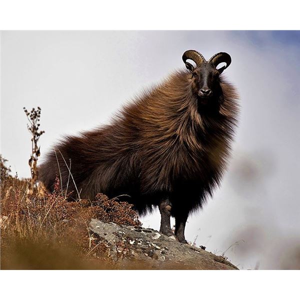 New Zealand Chamois & Tahr Combo Hunt