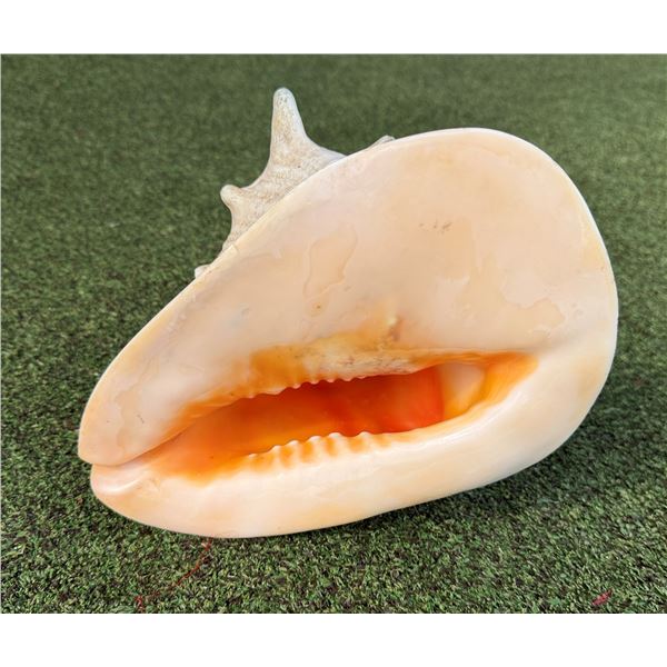 Large Conch Shell 9.5"L