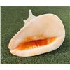Image 1 : Large Conch Shell 9.5"L