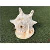Image 2 : Large Conch Shell 9.5"L