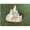 Image 3 : Large Conch Shell 9.5"L