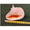 Image 4 : Large Conch Shell 9.5"L