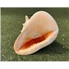 Image 1 : Large Conch Shell 9.5"L