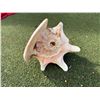 Image 2 : Large Conch Shell 9.5"L