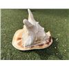 Image 3 : Large Conch Shell 9.5"L