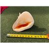 Image 4 : Large Conch Shell 9.5"L