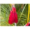 Image 3 : Qty 4 Pair Red Hand Tassels
