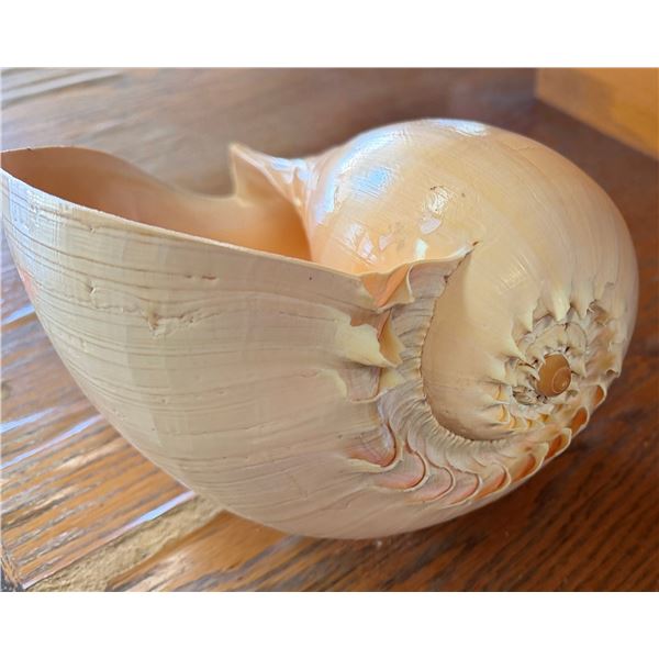 Large Shell Approx. 9" L