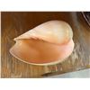 Image 2 : Large Shell Approx. 9" L