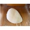 Image 3 : Large Shell Approx. 9" L