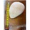 Image 4 : Large Shell Approx. 9" L