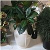 Image 2 : Shelf - Faux Plants in Vases / Planters