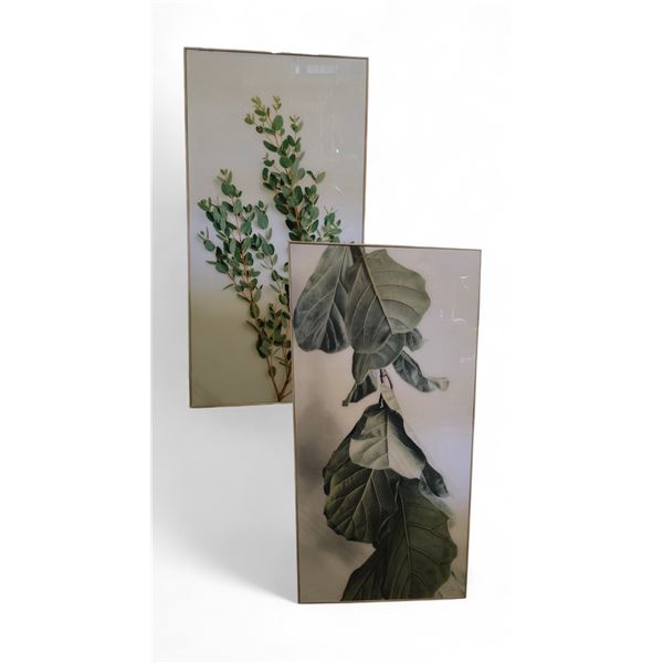 2 pc - Framed Pictures of Fig Trees - 20.5x40.5"