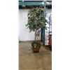 Image 1 : ARITIFICIAL PLANT IN PLANTER, 6FT TALL