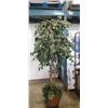Image 3 : ARITIFICIAL PLANT IN PLANTER, 6FT TALL