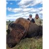 Image 2 : 3 - Night Montana Bison Management Hunt