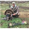 Image 1 : Utah Bearded Turkey, Northern Area – Conservation Permit, Multi-season