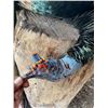 Image 5 : 6-day Ocellated Turkey for 2 hunters 1 observer