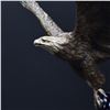Image 4 : Ascending Courage II Bronze