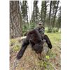 Image 1 : 5 - day Montana Spring Black Bear Hunt